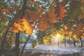 Warm autumn scene with golden oak leaves illuminated by sun Royalty Free Stock Photo
