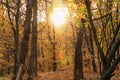 Warm autumn scenery. Autumn forest and sun casting rays of light through and trees Royalty Free Stock Photo