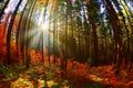 Warm autumn scenery in the forest