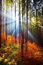 Warm autumn scenery in the forest