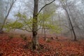 Warm autumn or summer scenery in a forest with the sun casting beautiful rays of light through the mist and trees Royalty Free Stock Photo