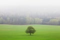 Warm autumn or summer scenery in a forest with the sun casting beautiful rays of light through the mist and trees Royalty Free Stock Photo