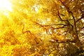 Oak tree in autumn sunlight. Royalty Free Stock Photo