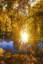 The warm autumn sun shining through the golden canopy of tall beech trees