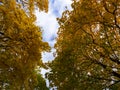 The warm autumn sun shining through the golden canopy of tall beech trees Royalty Free Stock Photo