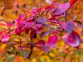 The warm autumn sun shining through the golden canopy of tall beech trees Royalty Free Stock Photo