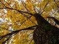 The warm autumn sun shining through the golden canopy of tall beech trees