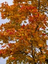 The warm autumn sun shining through the golden canopy of tall beech trees Royalty Free Stock Photo