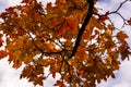 The warm autumn sun shining through the golden canopy of tall beech trees