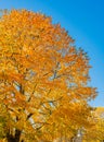 The warm autumn sun shining through golden treetops, with beautiful bright blue sky. Autumn landscape Royalty Free Stock Photo