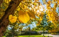 The warm autumn sun shining through golden treetops, with beautiful bright blue sky. Autumn landscape Royalty Free Stock Photo