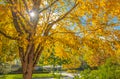 The warm autumn sun shining through golden treetops, with beautiful bright blue sky. Autumn landscape Royalty Free Stock Photo