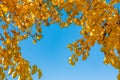 The warm autumn sun shining through golden treetops, with beautiful bright blue sky. Autumn landscape Royalty Free Stock Photo