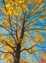 The warm autumn sun shining through golden treetops, with beautiful bright blue sky. Autumn landscape Royalty Free Stock Photo