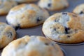 Warm baked mini blueberry muffins in a baking pan Royalty Free Stock Photo