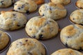 Warm baked mini blueberry muffins in a pan. Royalty Free Stock Photo