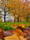 Warm and beautiful autumn colors in Bruxels Royalty Free Stock Photo