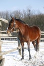 Warm Blood Bay Horse Standing In Winter Corral Rural Scene Royalty Free Stock Photo