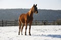 Warm Blood Bay Horse Standing In Winter Corral Rural Scene Royalty Free Stock Photo