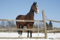 Warm Blood Bay Horse Standing In Winter Corral Rural Scene Royalty Free Stock Photo