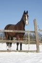 Warm Blood Bay Horse Standing In Winter Corral Rural Scene Royalty Free Stock Photo