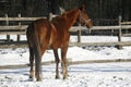 Warm Blood Chestnut Horse Standing In Winter Corral Rural Scene Royalty Free Stock Photo