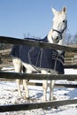 Warm Blood Gray Horse Standing In Winter Corral Rural Scene Royalty Free Stock Photo