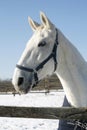 Warm Blood Horse Standing In Winter Corral Rural Scene Royalty Free Stock Photo