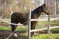 Warm blood purebred horse standing in autumn corral Royalty Free Stock Photo