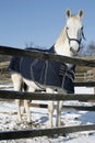 Warm Blood Purebred Horse Standing In Winter Corral Rural Scene Royalty Free Stock Photo