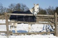 Warm Blood Purebred Horse Standing In Winter Corral Rural Scene Royalty Free Stock Photo