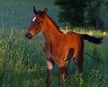 A warm-blooded foal playing on a summer meadow