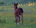 A warm-blooded foal playing on a summer meadow