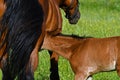 A warm-blooded foal of trotting horse, drinking milk from his mother Royalty Free Stock Photo