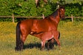 A warm-blooded foal of trotting horse, drinking milk from his mother Royalty Free Stock Photo