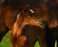 A warm-blooded foal of trotting horse Royalty Free Stock Photo