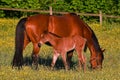 A warm-blooded foal of trotting horse