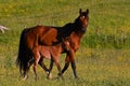 A warm-blooded foal of trotting horse Royalty Free Stock Photo