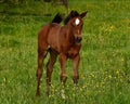 A warm-blooded foal of trotting horse Royalty Free Stock Photo