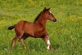 A warm-blooded foal of trotting horse