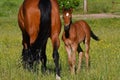 A warm-blooded foal of trotting horse Royalty Free Stock Photo