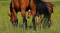 A warm-blooded foal of trotting horse Royalty Free Stock Photo