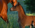 A warm-blooded foal of trotting horse