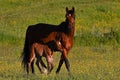 A warm-blooded foal of trotting horse Royalty Free Stock Photo