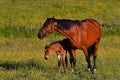 A warm-blooded foal of trotting horse Royalty Free Stock Photo