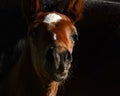 A warm-blooded foal of trotting horse Royalty Free Stock Photo