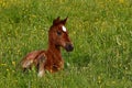 A warm-blooded foal of trotting horse