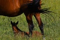 A warm-blooded foal of trotting horse