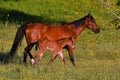 A warm-blooded foal of trotting horse Royalty Free Stock Photo