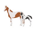 Warm-blooded mare with foal, piebald color Royalty Free Stock Photo